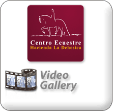 Video Gallery